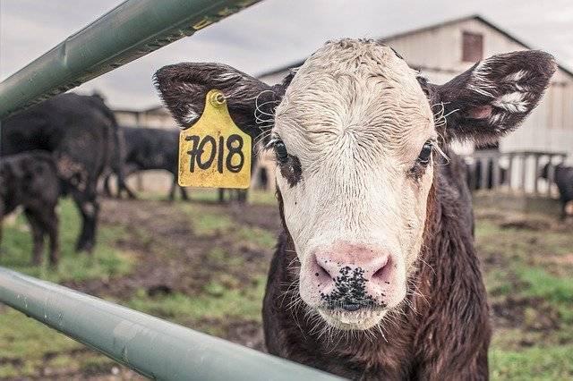 Salon pour une agriculture pleine de contradictions