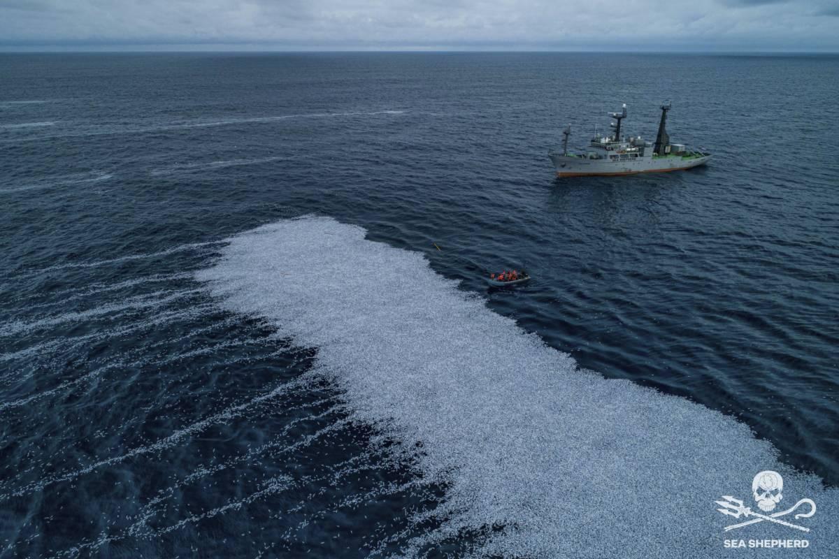 Des milliers de poissons morts dans le golfe de Gascogne