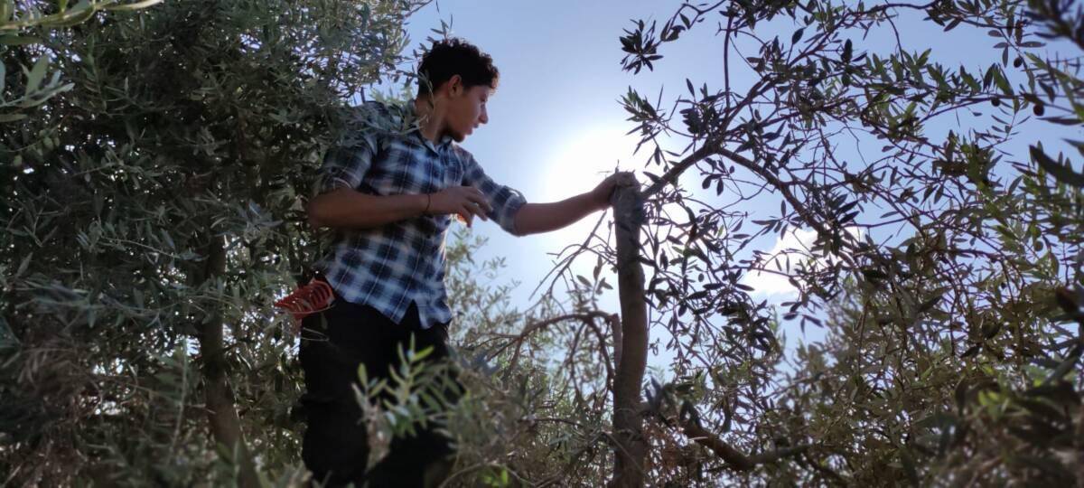 L’agriculture en Palestine face à la colonisation israélienne