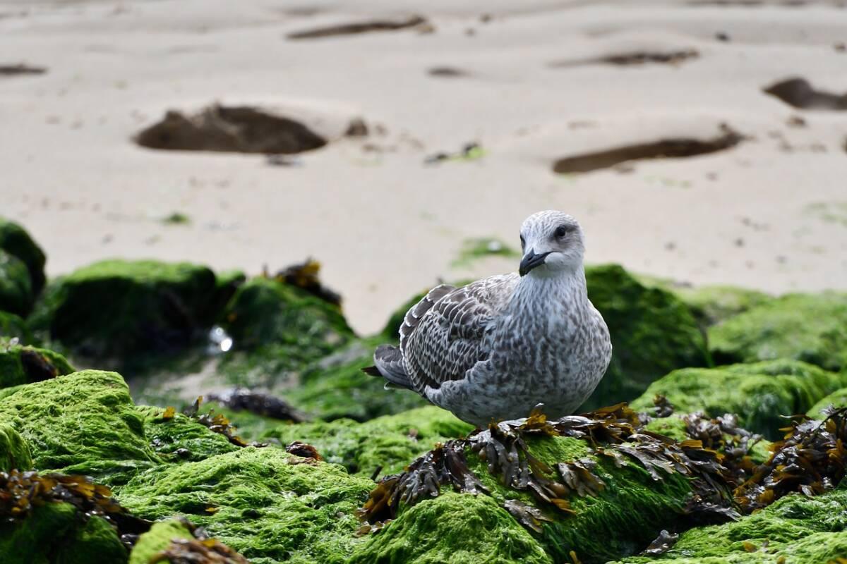 Marée verte : le retour des algues vertes inquiète la Bretagne