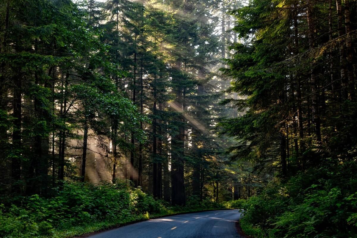 Le Conseil d’État coupe court aux demandes de protection de la forêt