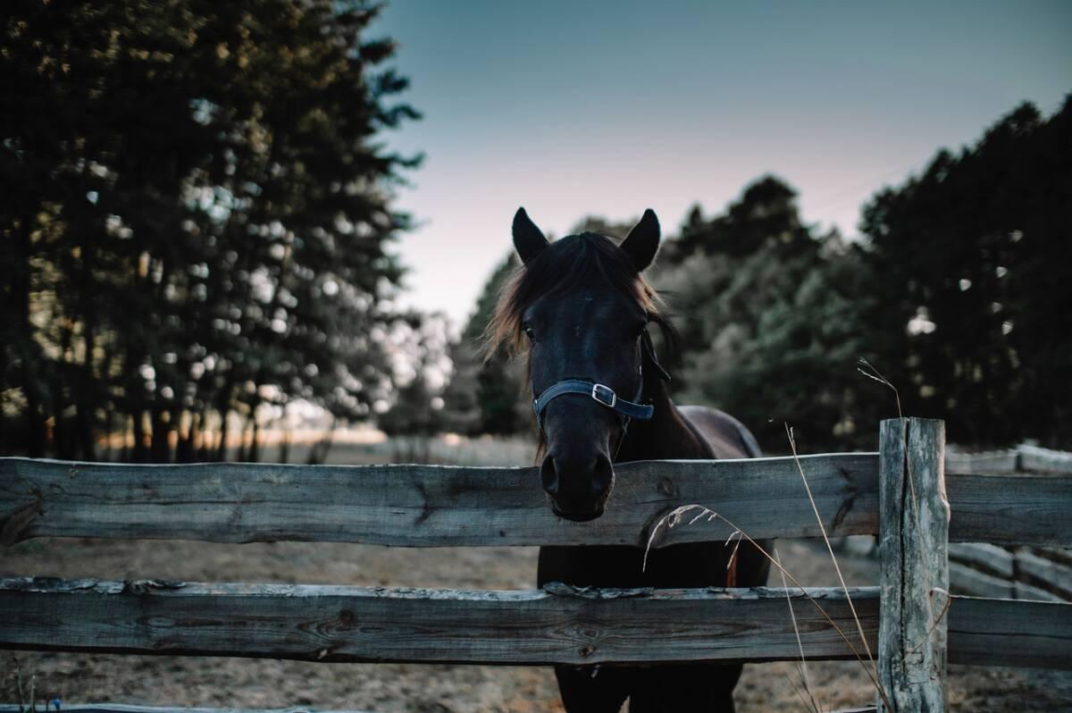 Au Salon du Cheval de Paris, les pseudosciences à la conquête du bien-être animal.