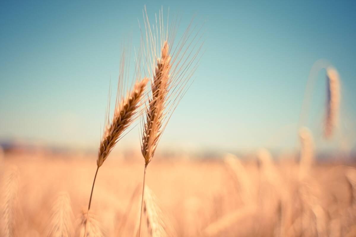 Agriculture : une histoire de blé ?